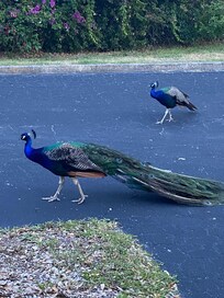 Nearby peacocks!