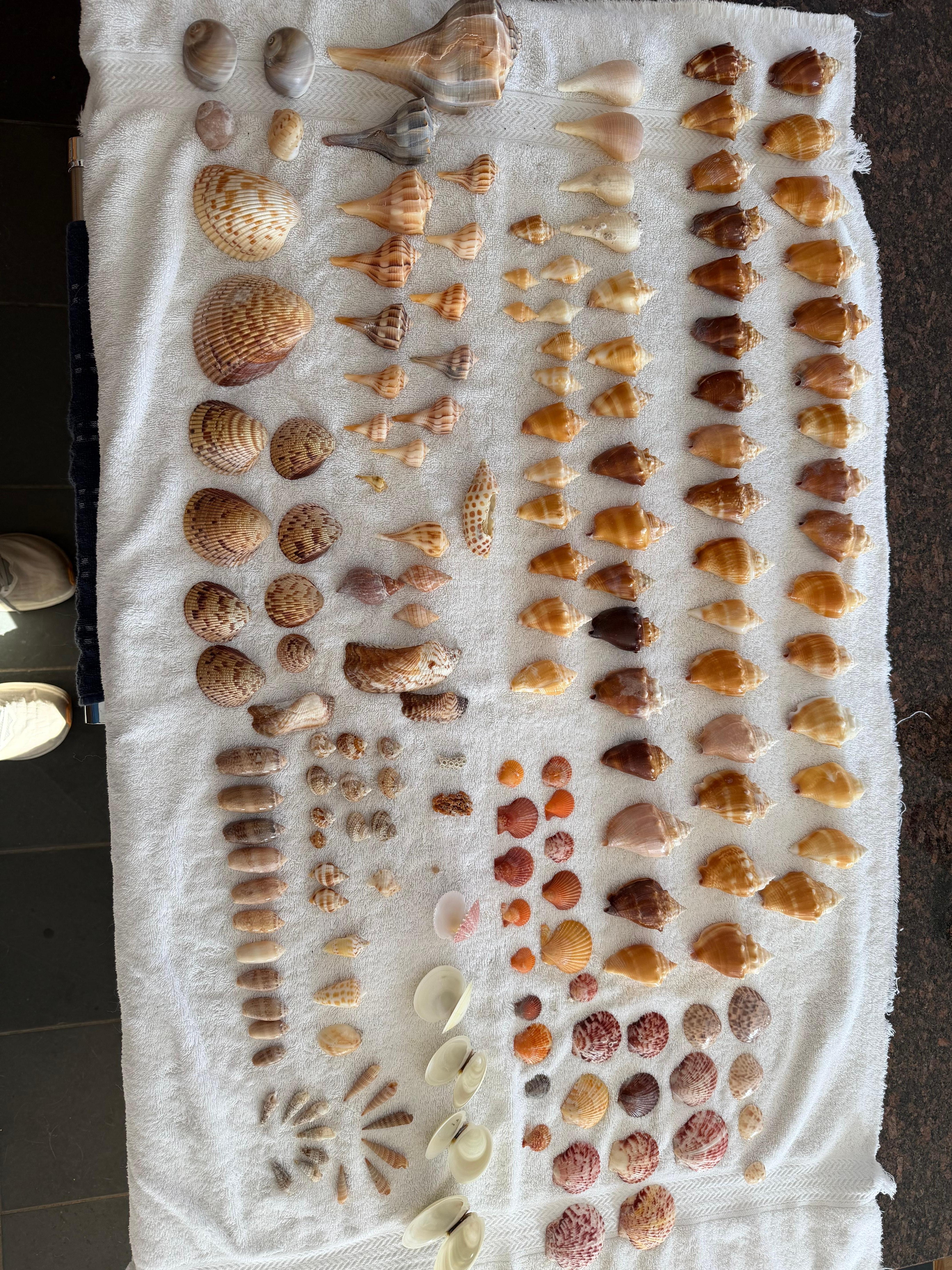 Shells we collected during our stay.