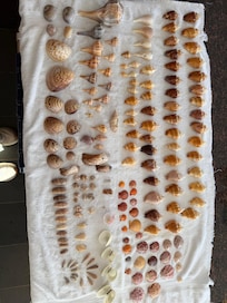 Shells we collected during our stay.