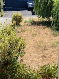 Front yard weeds (before we called to complain)