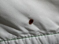 Actual bedbug found crawling on me in Room 134 â 7/29/25. Bitten within an hour of checking in.