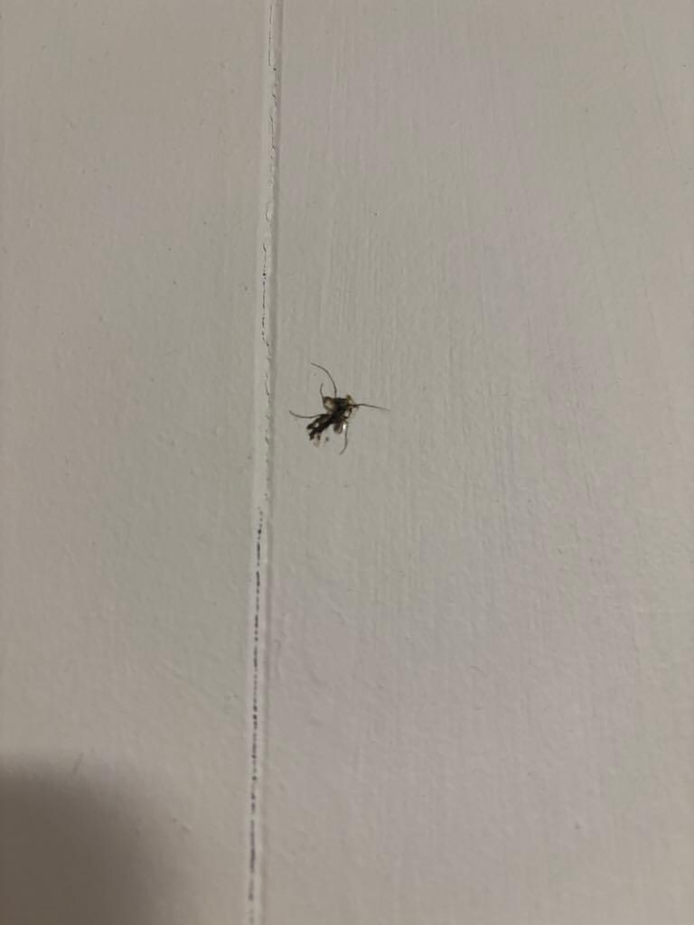 bug on the wall