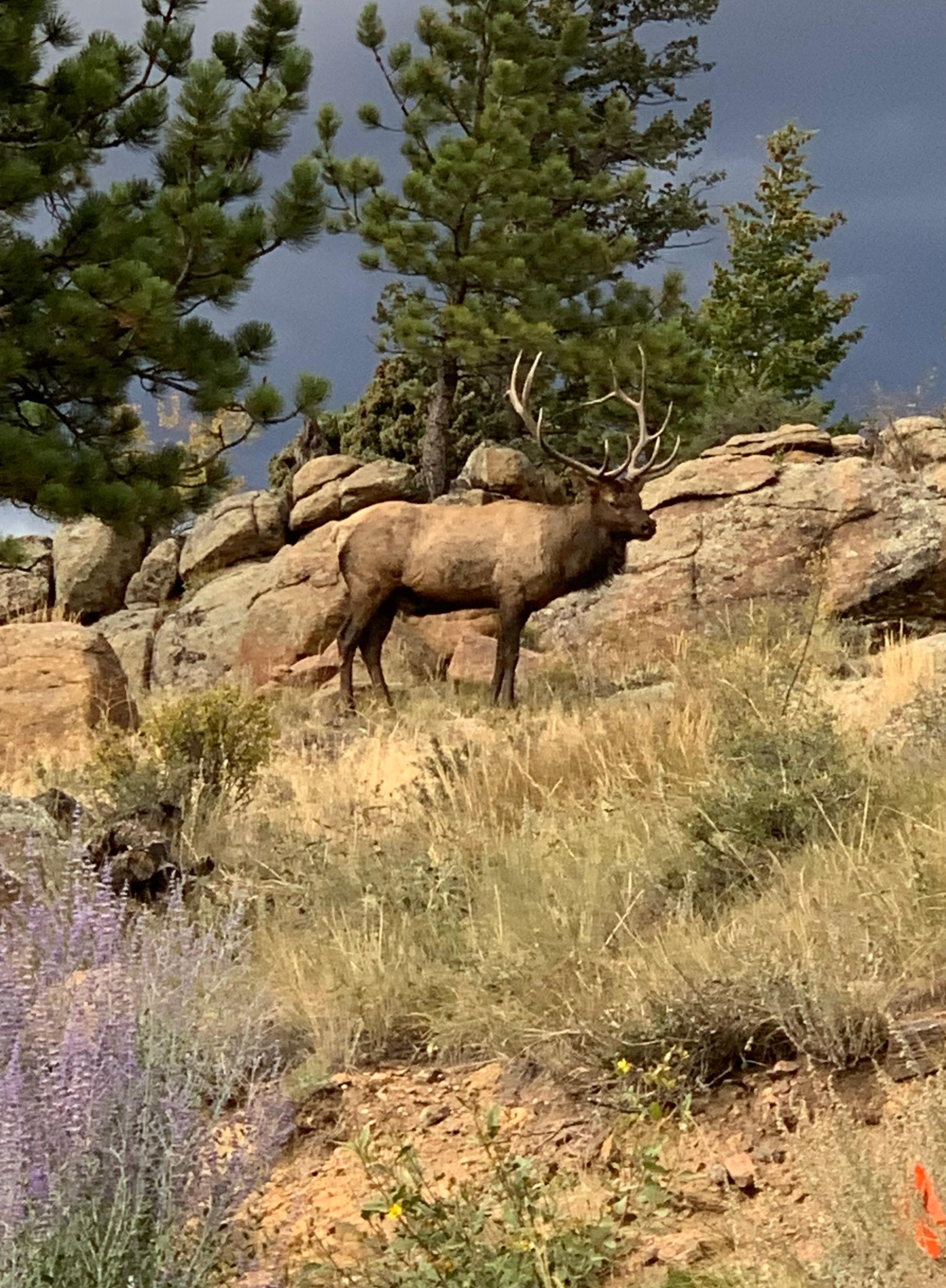This fellow was behind the house.