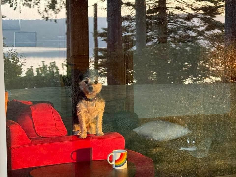 Pup throught the window