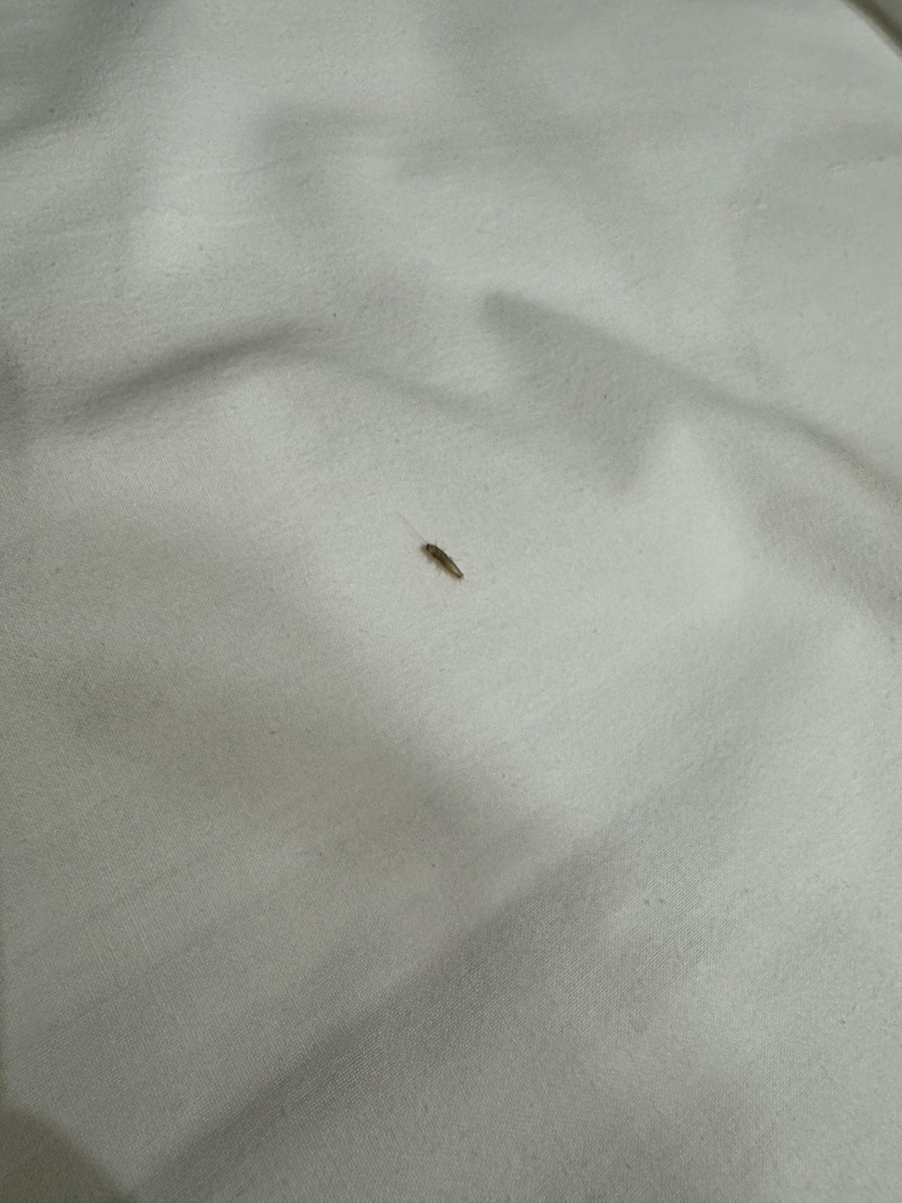 Bug 1 in the second room