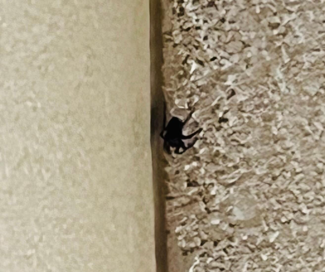 Spiders in multiple corners of the room