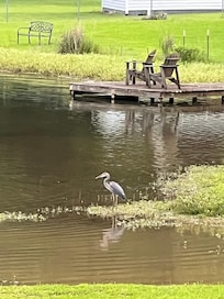 Here is that beautiful crane I believe he lives here