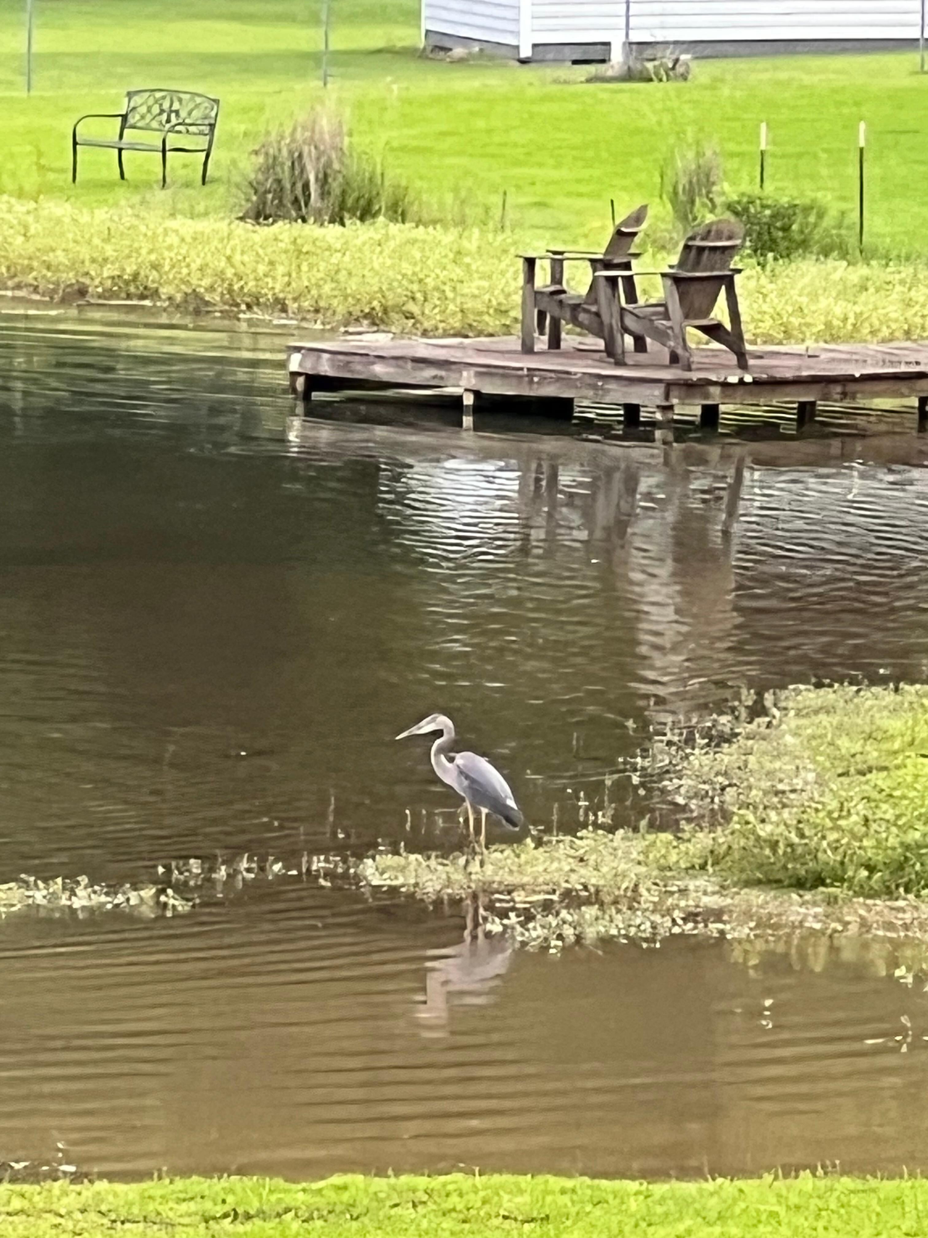 Here is that beautiful crane I believe he lives here