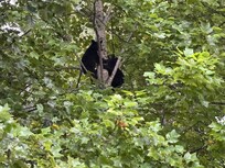 These baby cubs and the mama was seen down the road at the eatery