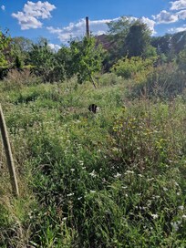 Garten hinterer Teil, es gibt im Garten auch ein Klettergerüst mit Schaukel
