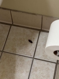 Tree roaches