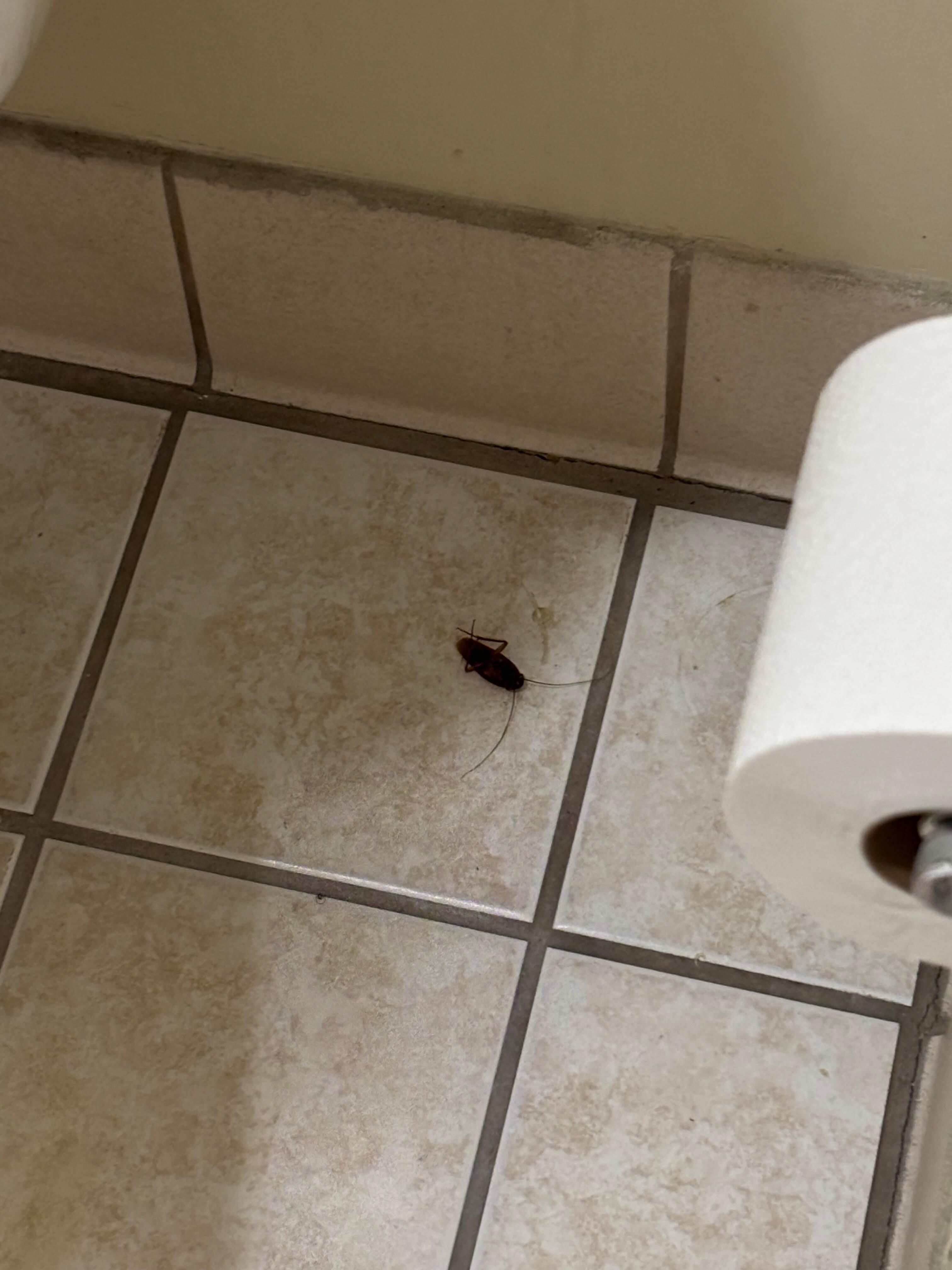 Tree roaches