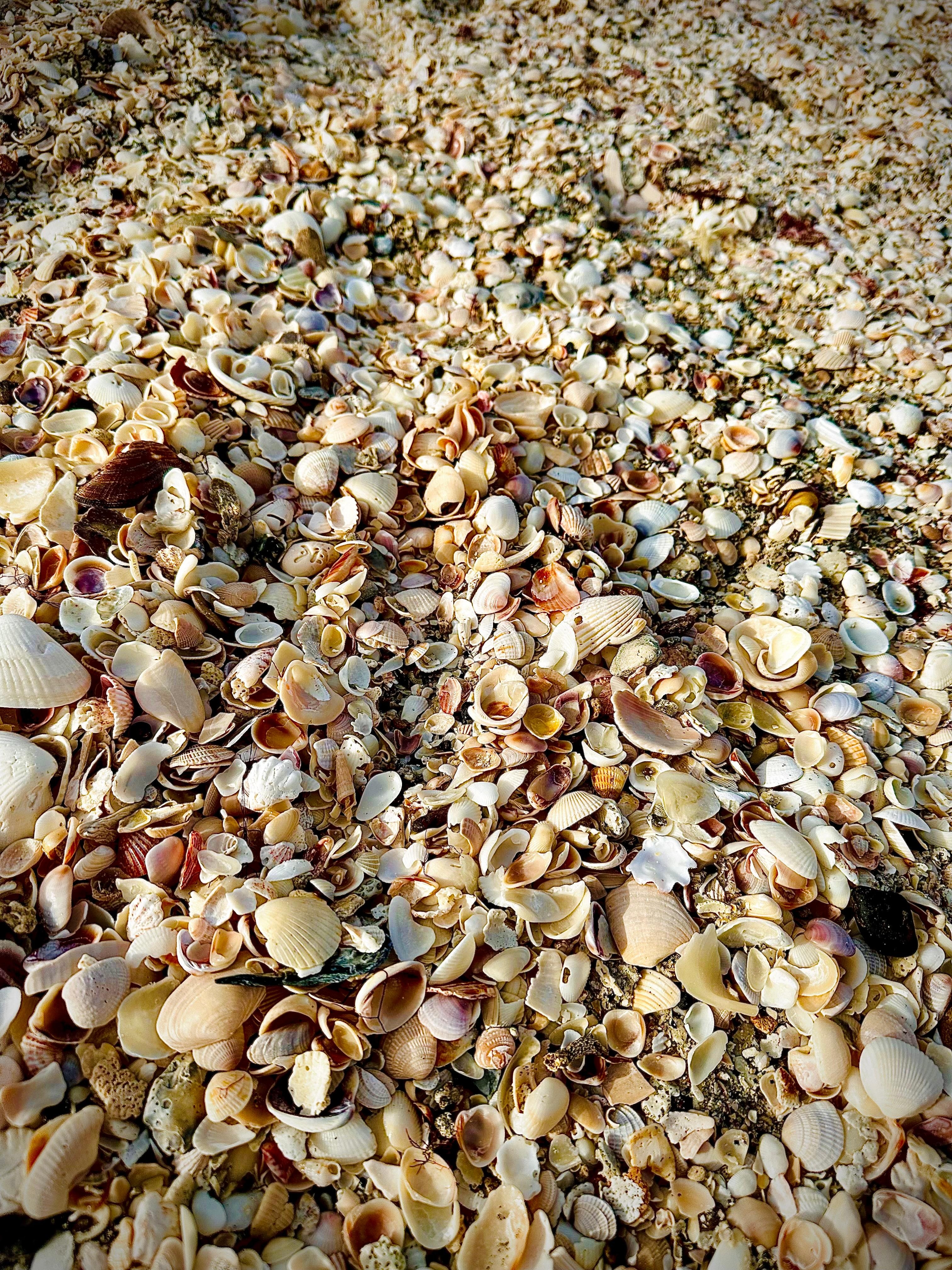 Englewood has a line of beaches about an hour from the house. A lucky day to see all these shells & a few shark teeth.