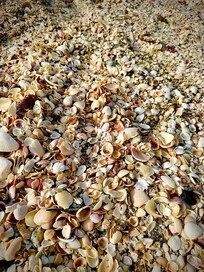 Englewood has a line of beaches about an hour from the house. A lucky day to see all these shells & a few shark teeth.