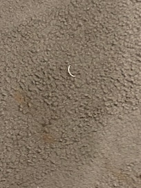 Toenail from a previous resident