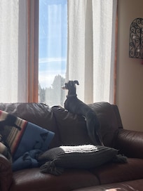 Dog enjoying the view