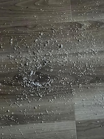 Termite dust falling from the ceiling