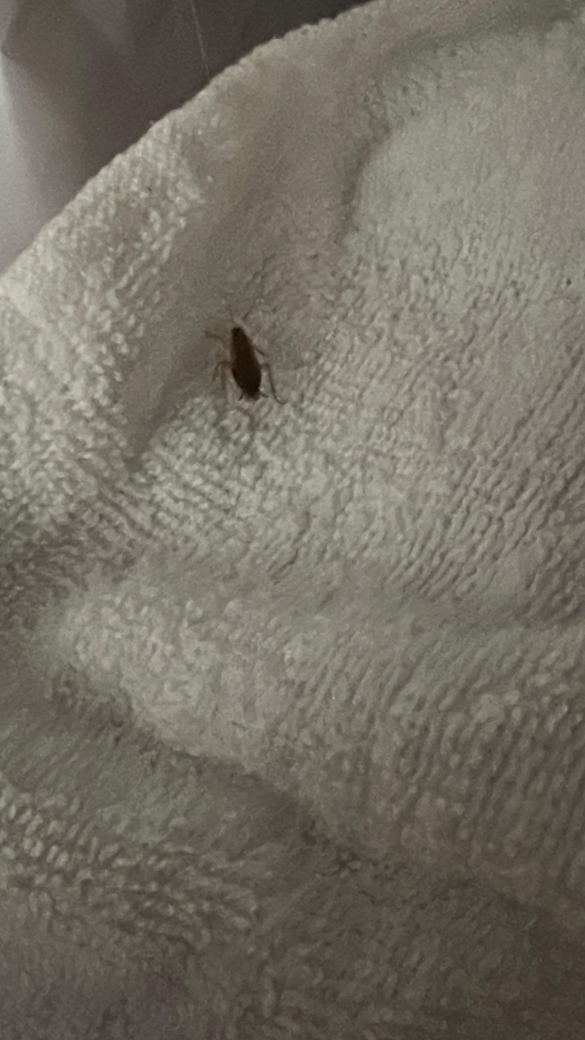 Don’t stay here roaches everywhere