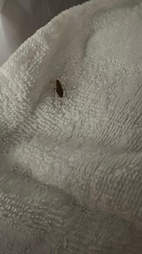 Don’t stay here roaches everywhere