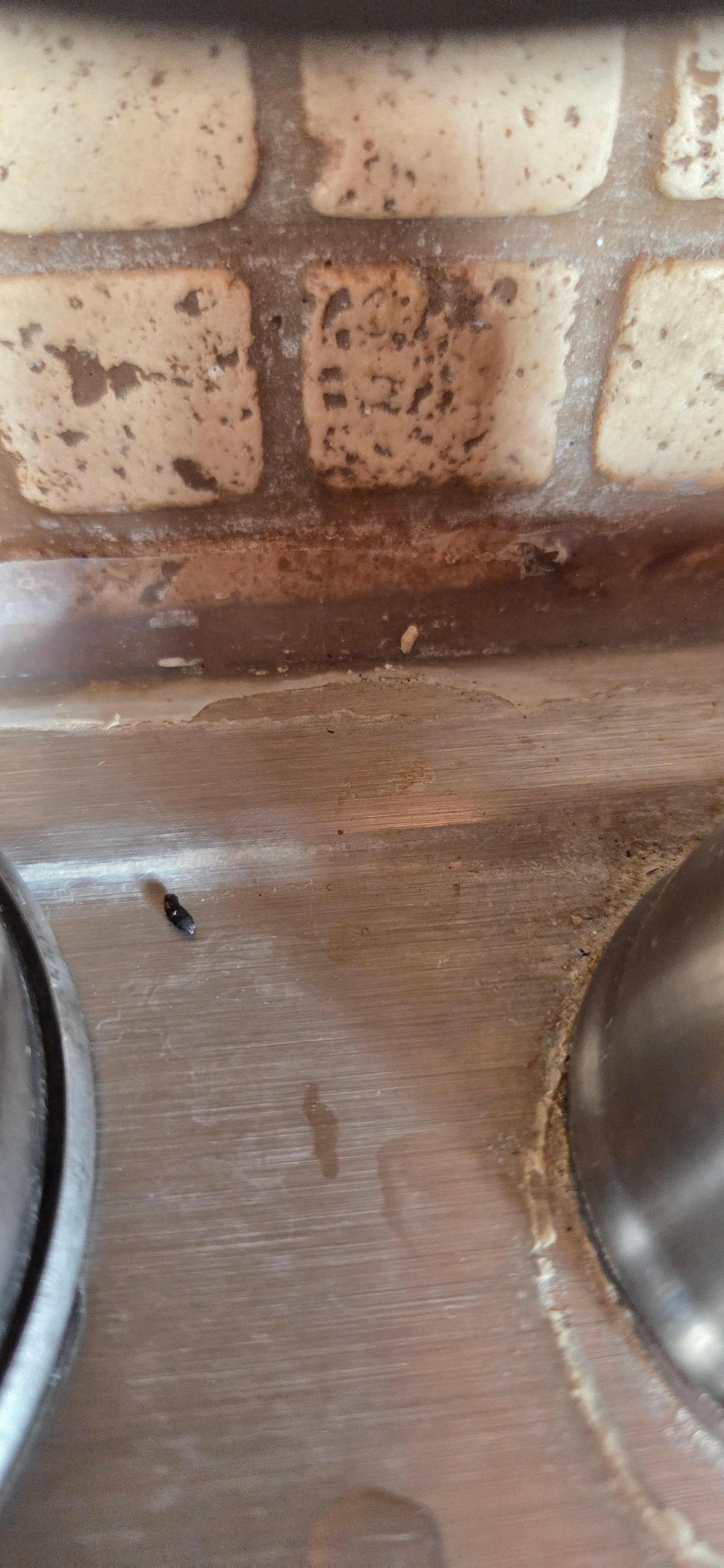 Lovely proof mice on kitchen counter 