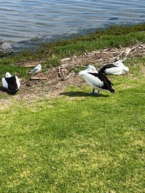 Daily visitors