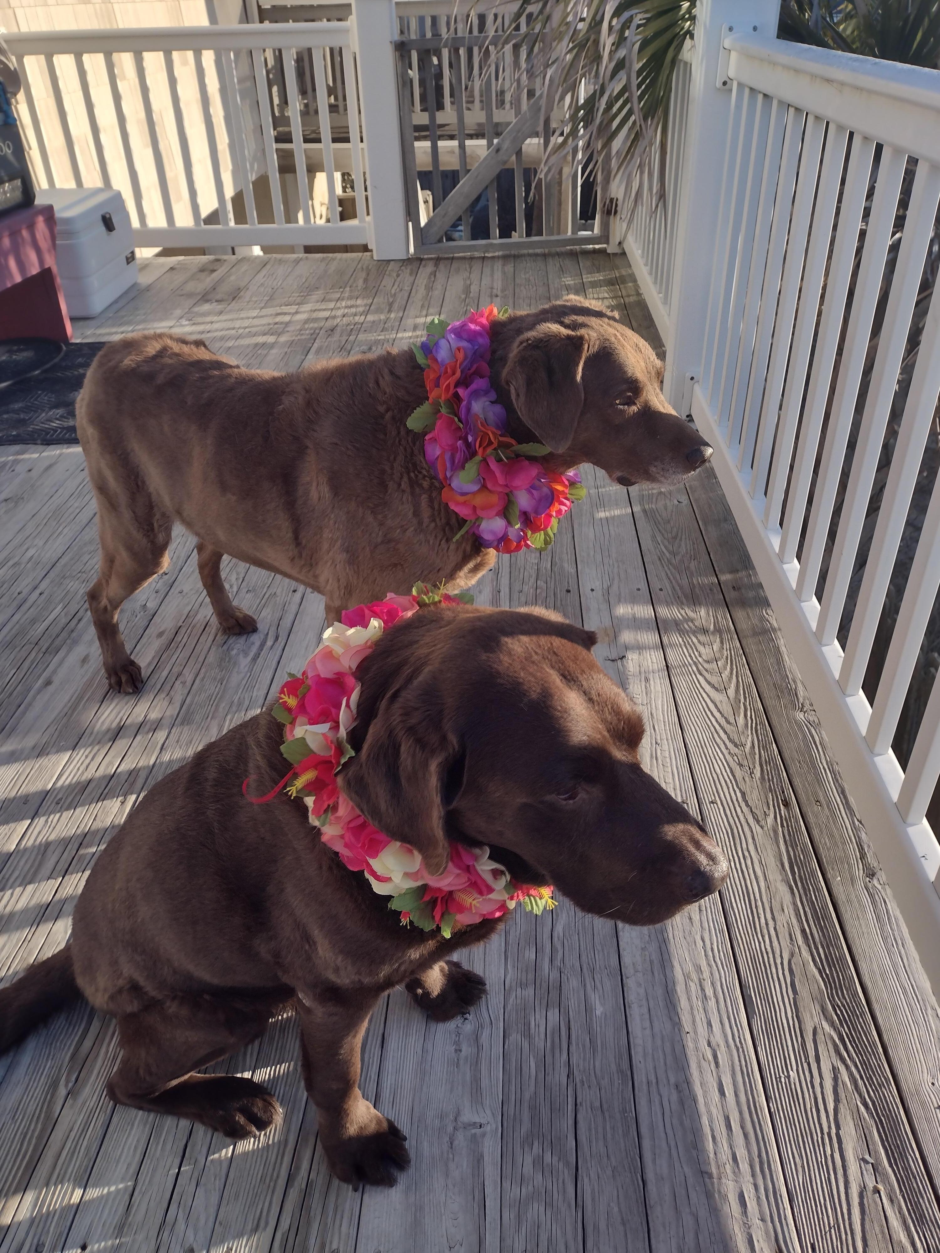 Aloha dogs