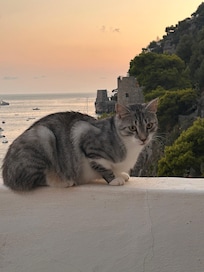 Gato
