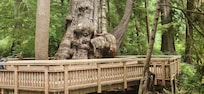 Giant cedar tree boardwalk hike Rockaway Beach