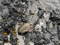 We saw this turtle immediately upon arriving, and saw many more during our stay.