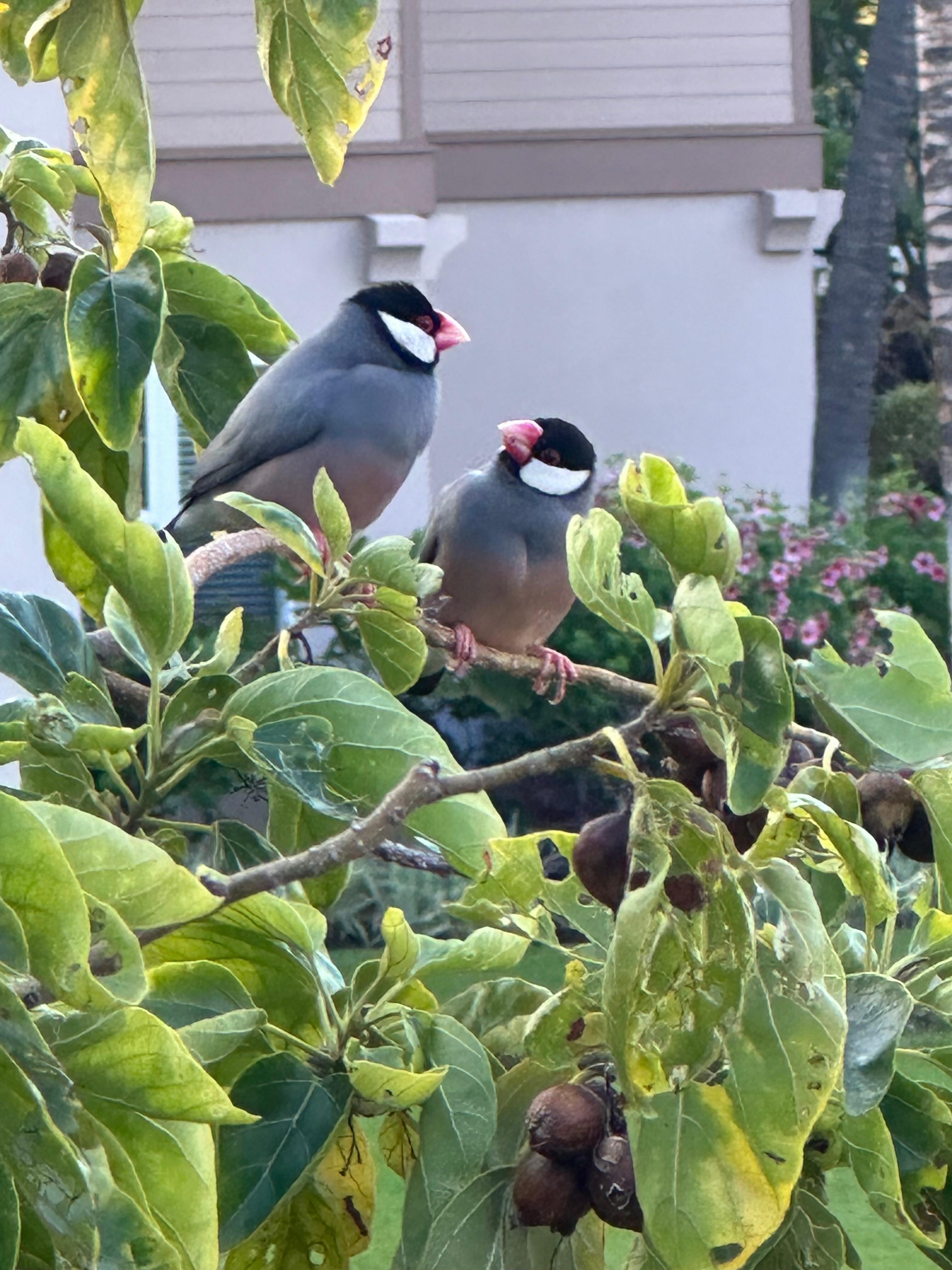 Java sparrows in tree outside