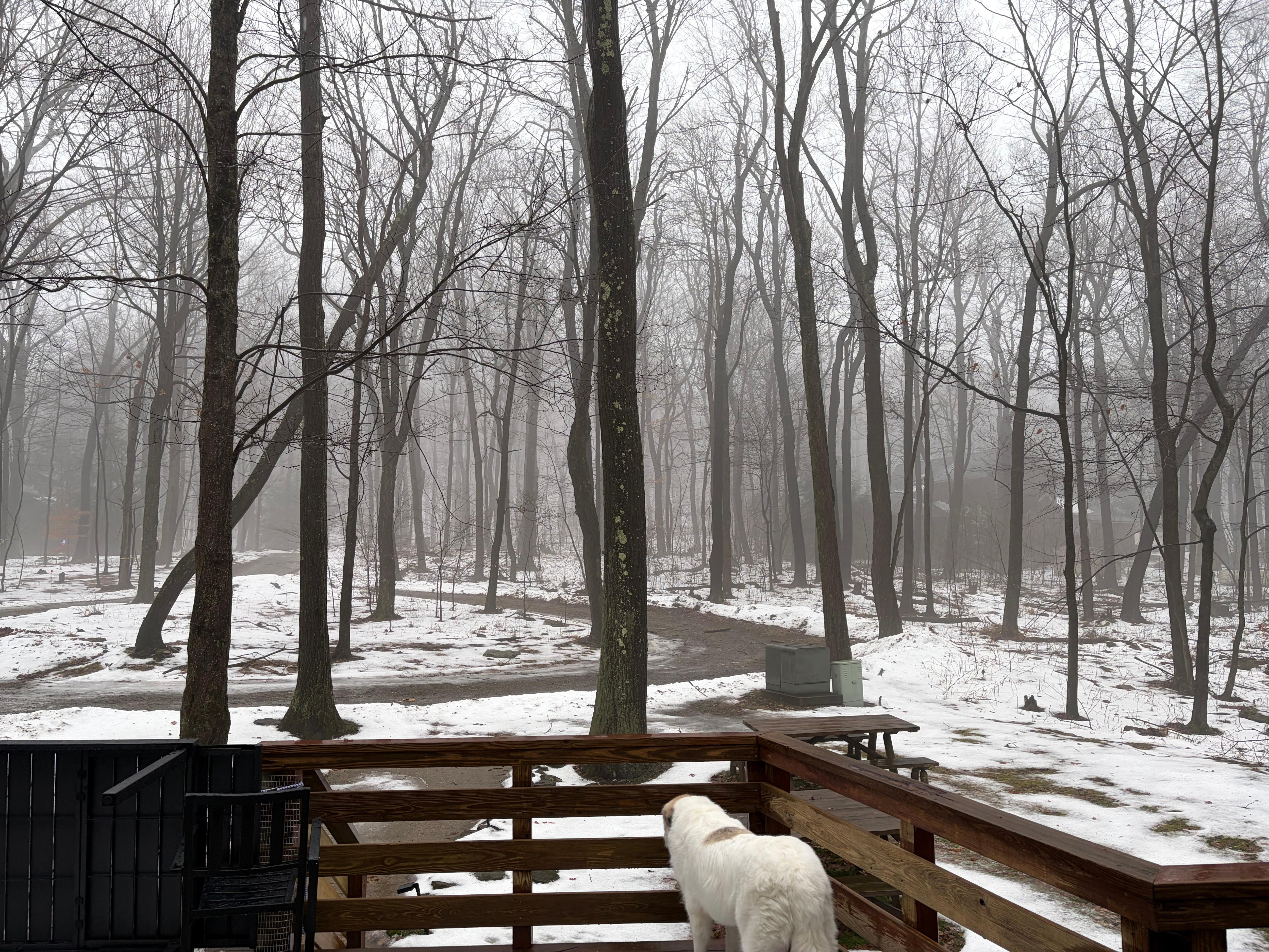 View from the family room