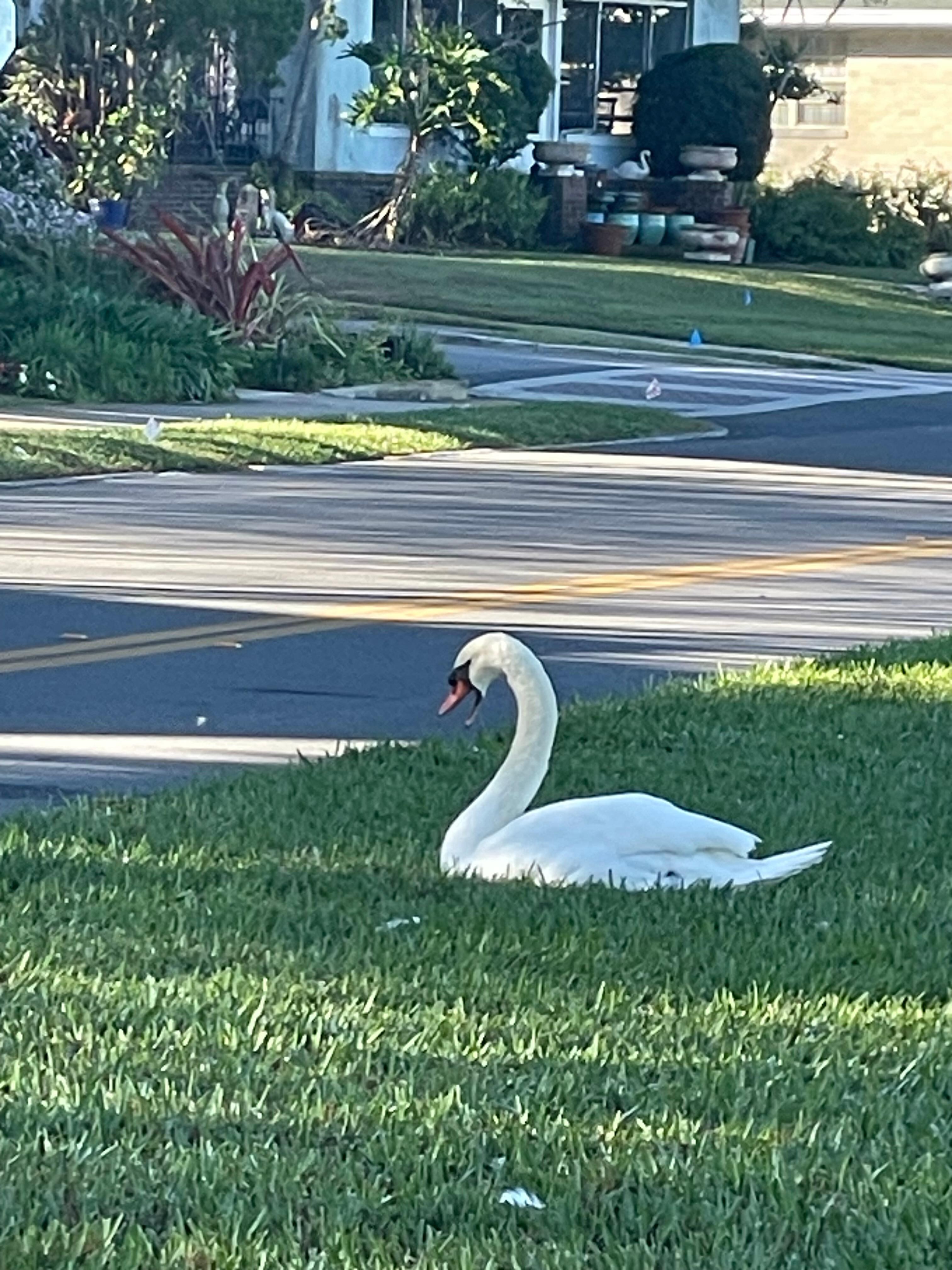 Swans across the street.