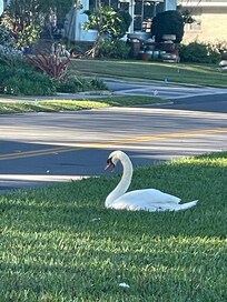 Swans across the street.