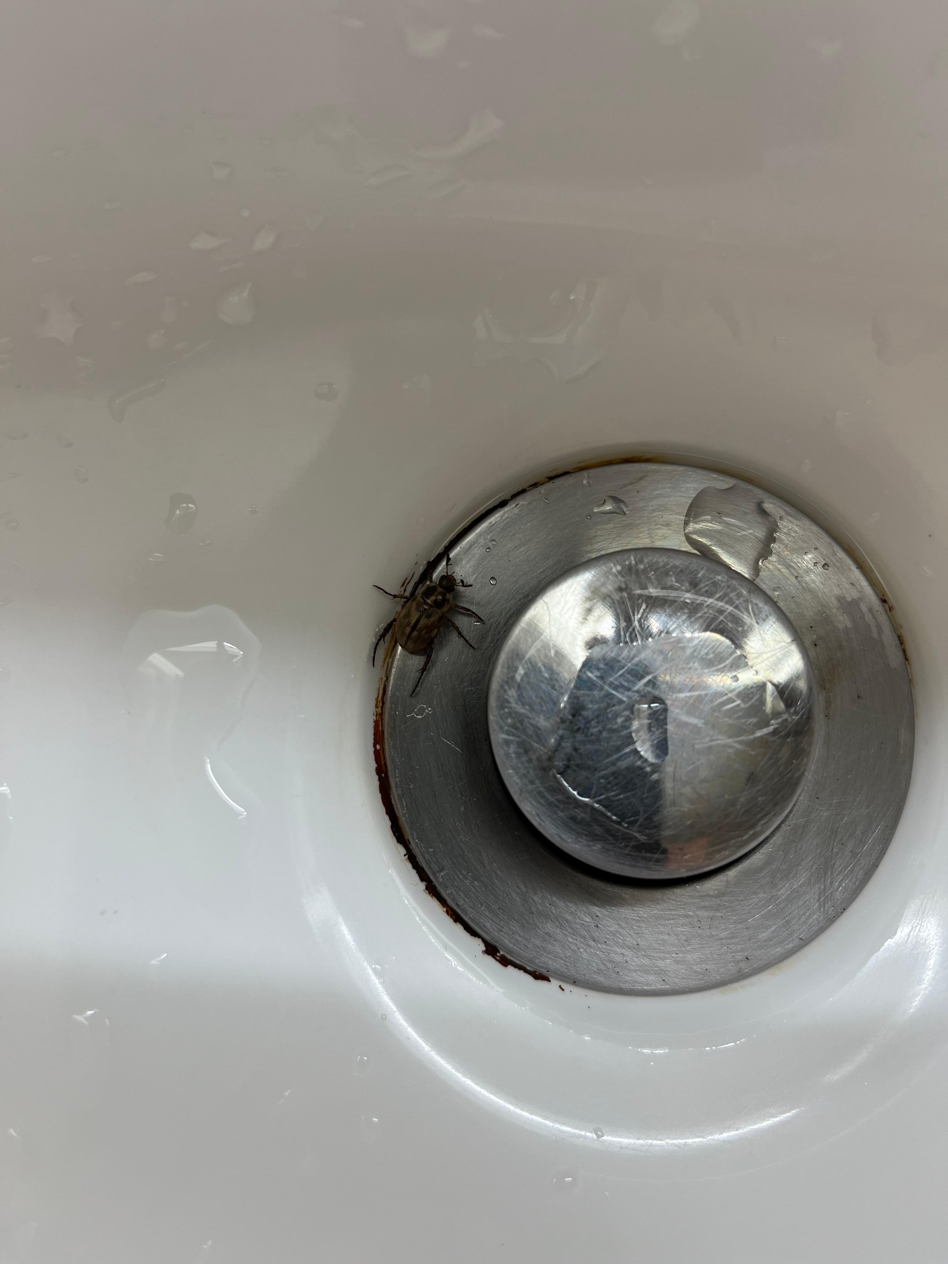 Bugs
