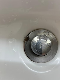Bugs
