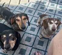 Three weiners
