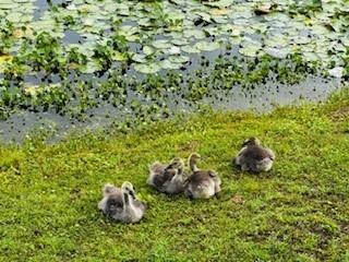 Goslings by Lily Pad Pond