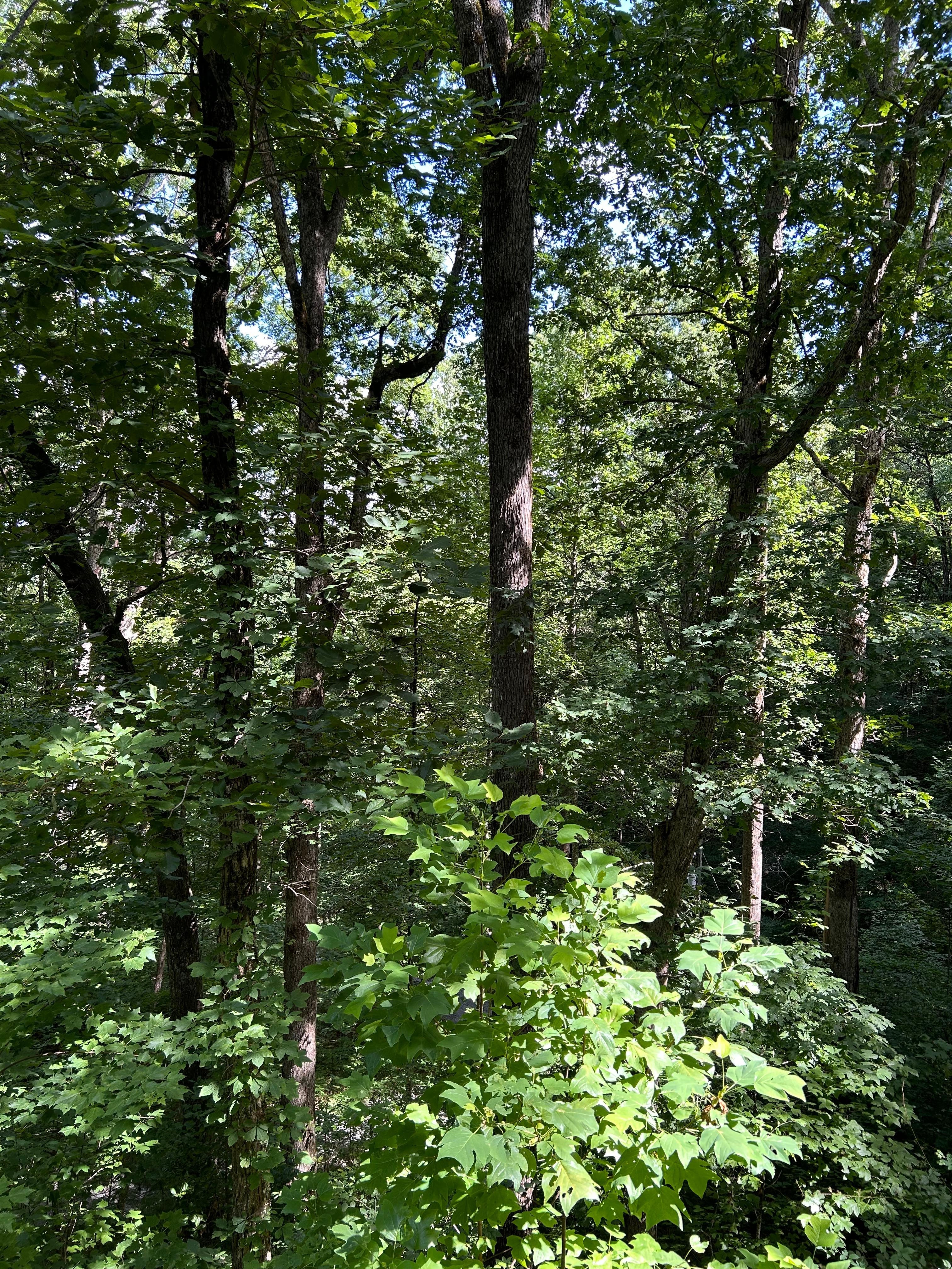 More views from the back porch