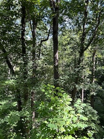 More views from the back porch