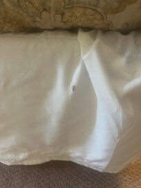 Bug on bed skirt