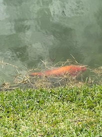 Koi fish in the pond.