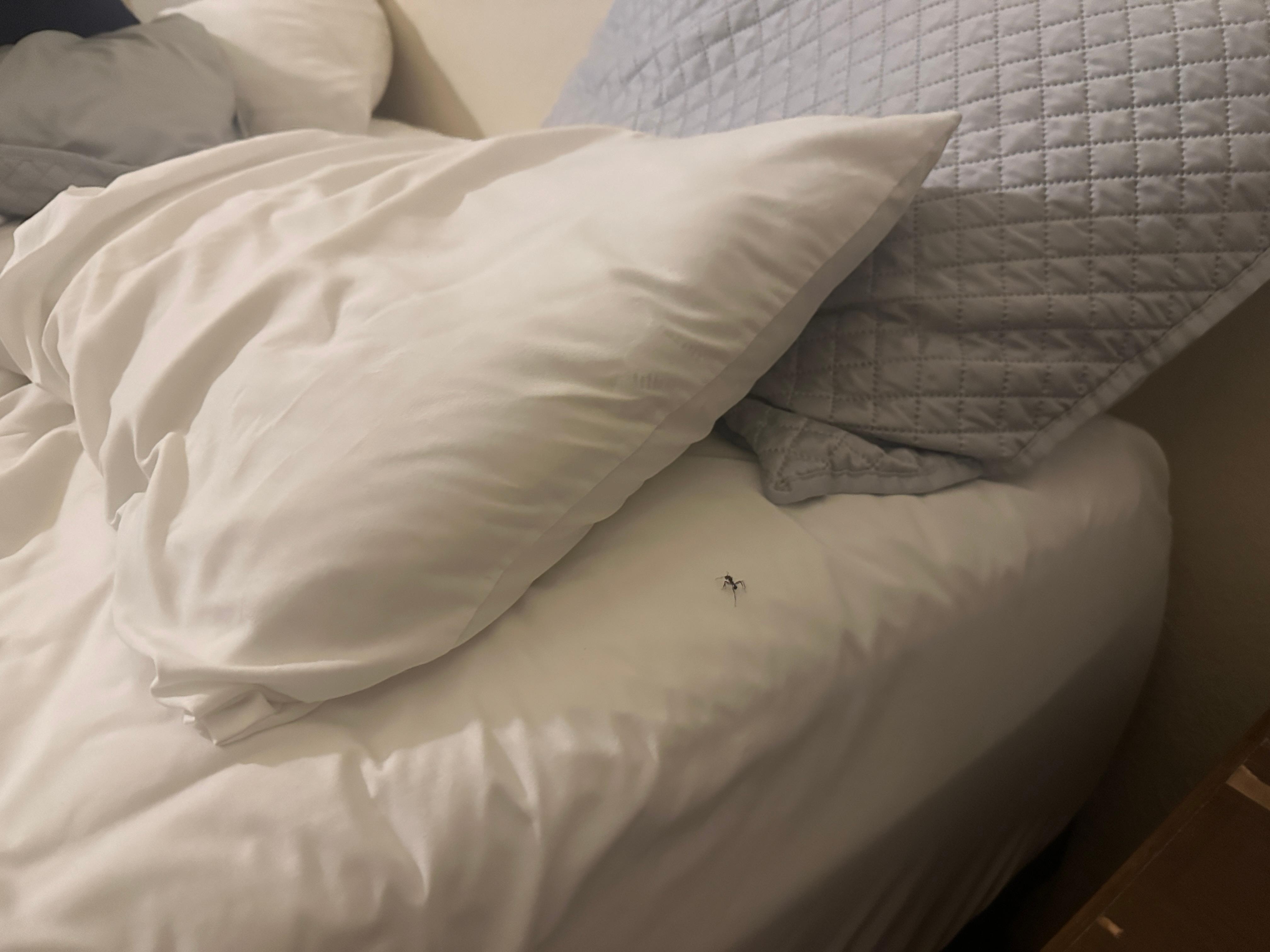 Ants in the bed