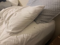 Ants in the bed