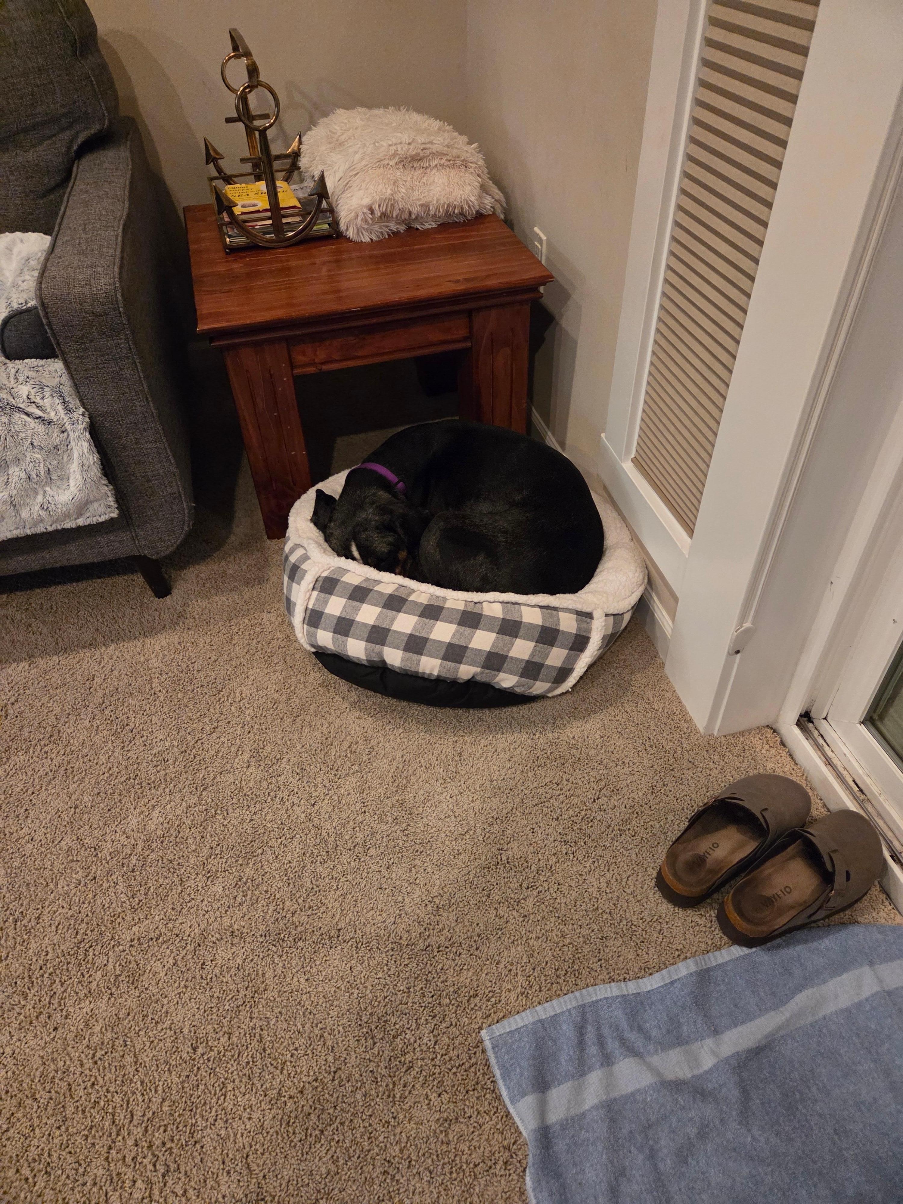 We brought our own dog bed, but she liked theirs better lol