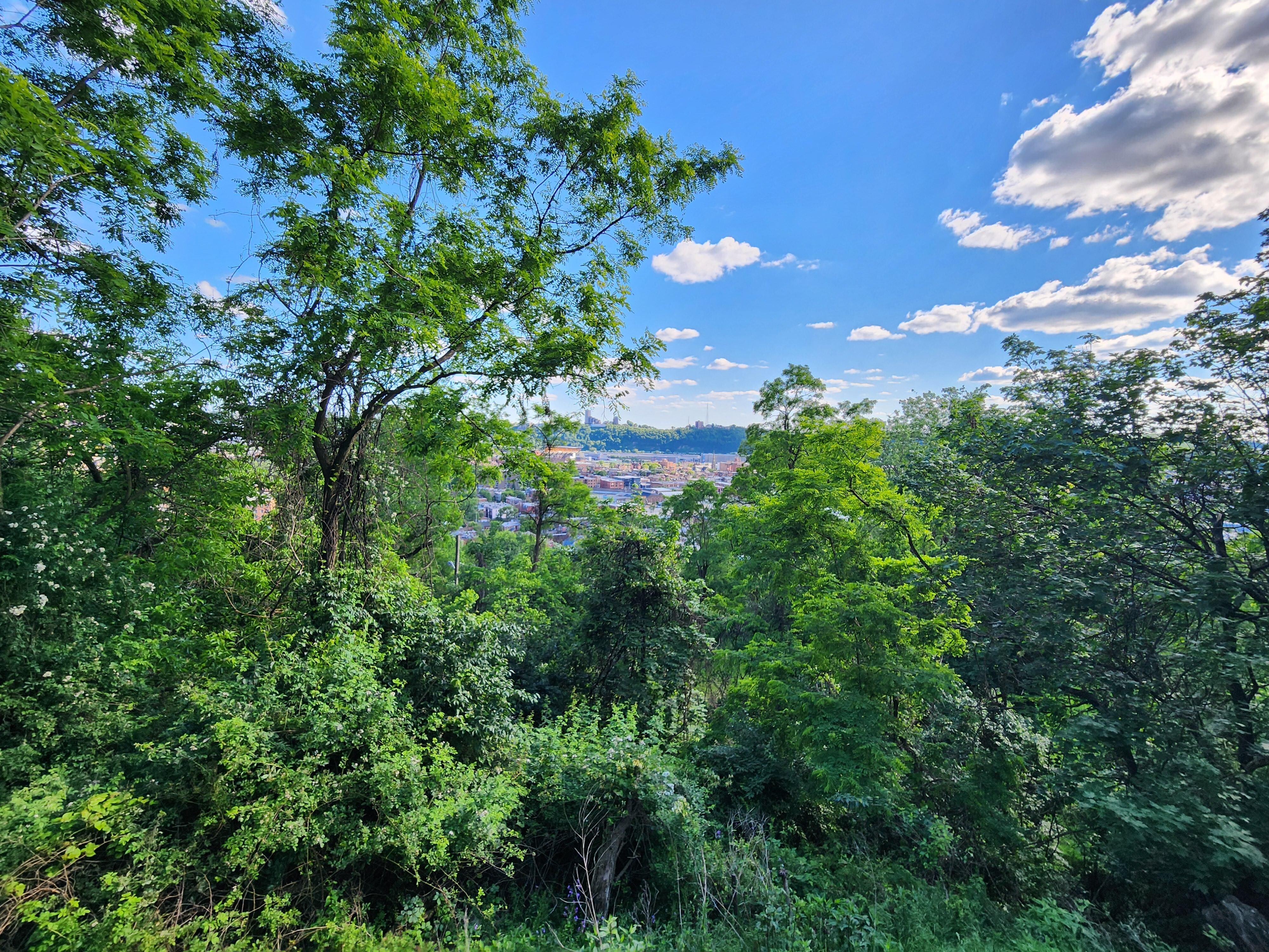 View of the trees outside the deck
