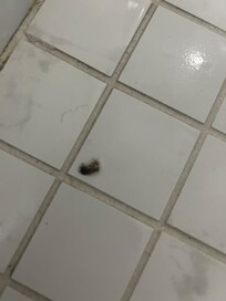Dead roach in the shower