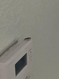 Roach on the thermostat