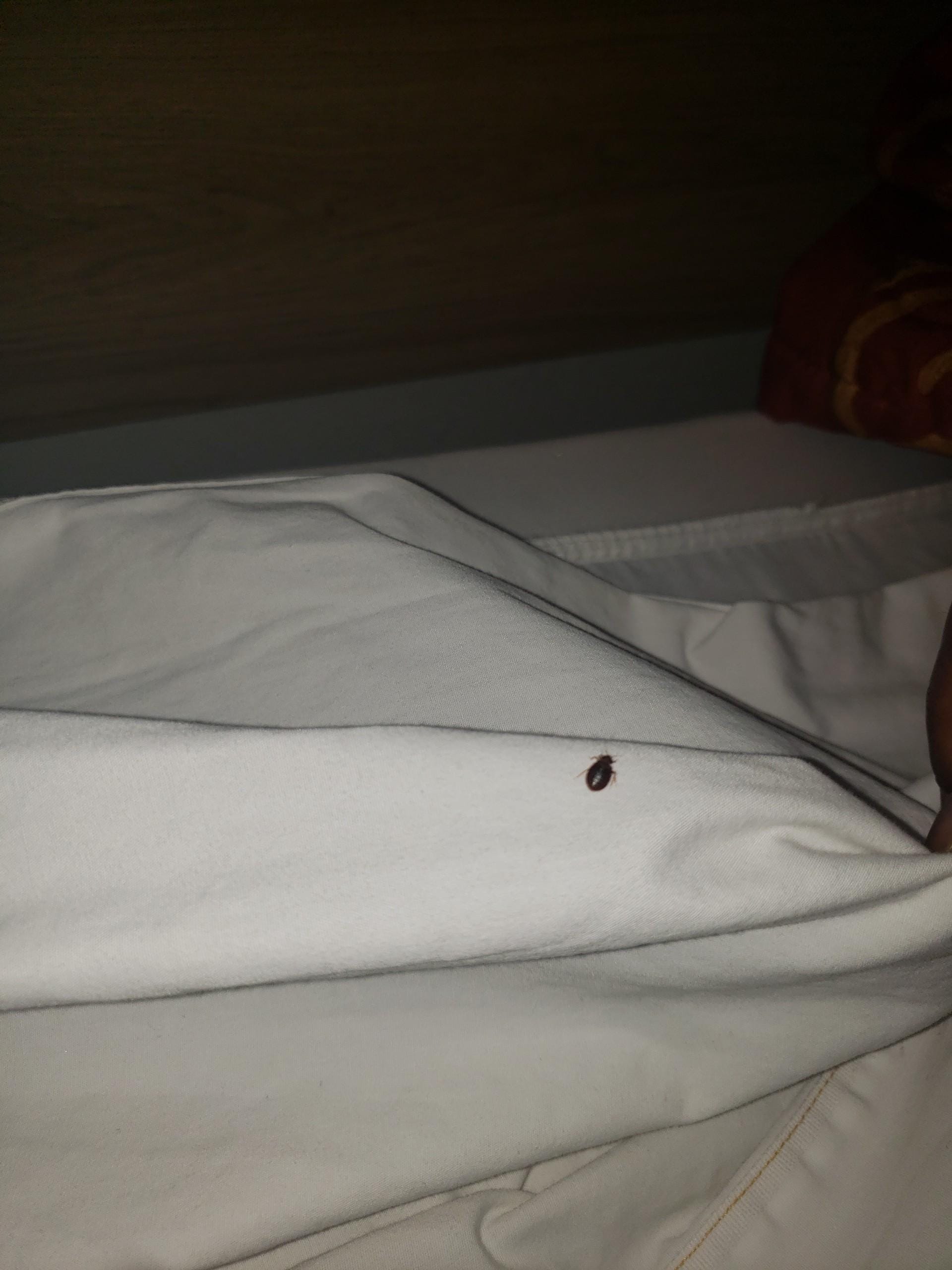 Bed bug