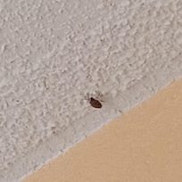 Live bug