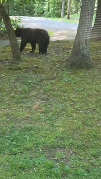 Our visitors! The 3 bears appeared as I was loading the camper van.